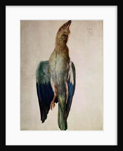 Blue Crow, 1512 by Albrecht Dürer or Duerer