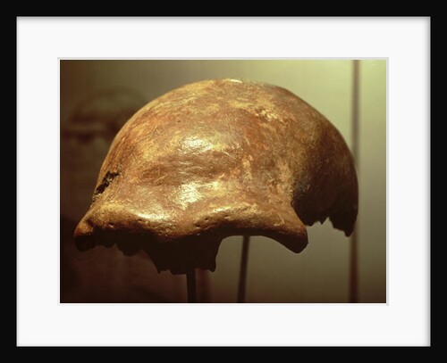 Cranium of a Neanderthal by Prehistoric Prehistoric