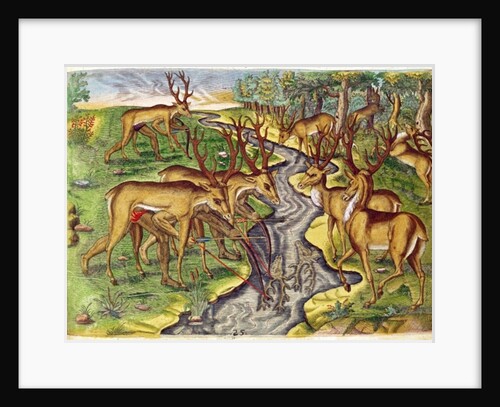 Stag Hunt by Jacques Le Moyne