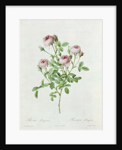 Rosa Pomponia by Henri Joseph Redoute