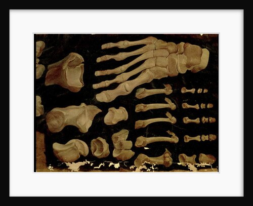 Anatomical drawing of the bones of the foot by Hieronymus Fabricius ab Aquapendente