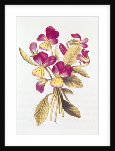 Pansy by Nicolas Robert