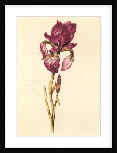 Iris by Nicolas Robert