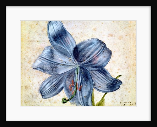 Study of a lily, 1526 by Albrecht Dürer or Duerer