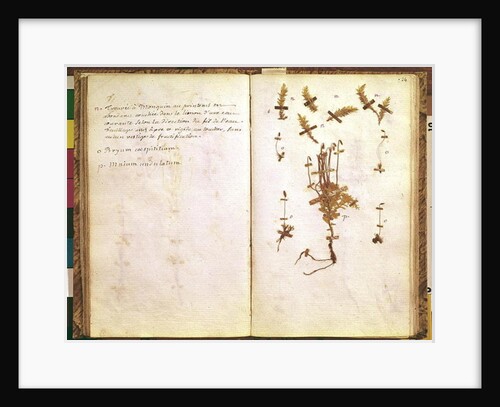 Page 24 from a Herbarium by Jean Jacques Rousseau