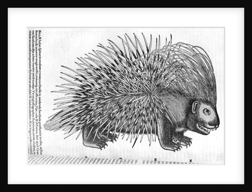 Porcupine by French School