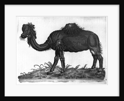 Dromedary by French School