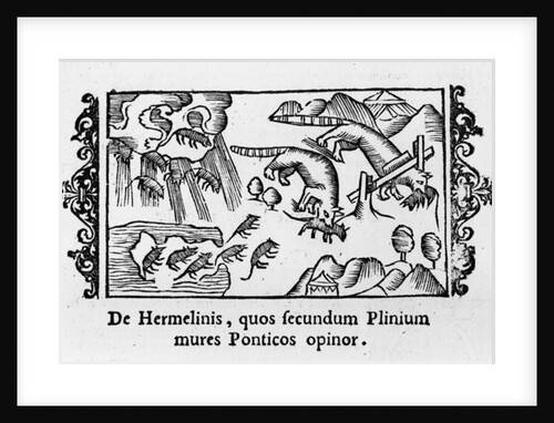 Migration of lemmings by Italian School