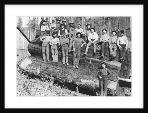 Woodcutters in California, 1891 by American Photographer