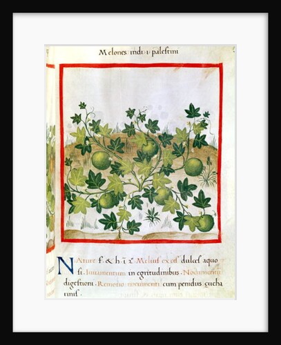 Ms 3054 fol.20 Melons by Italian School
