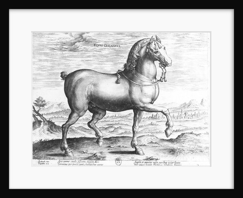 Equus Germanus by Jan van der Straet