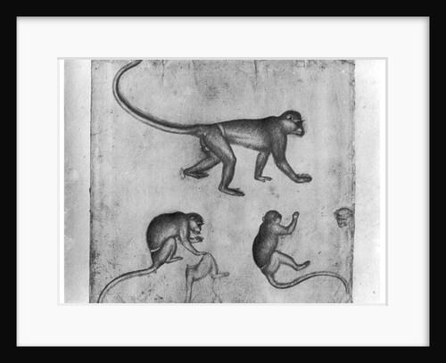 Monkeys by Antonio Pisanello