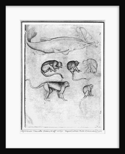 Six Monkeys and a Sturgeon by Antonio Pisanello