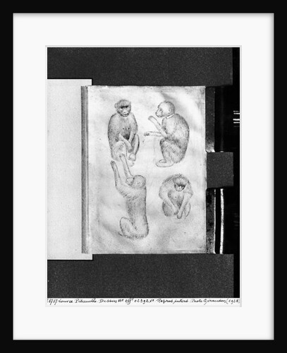 Monkeys by Antonio Pisanello