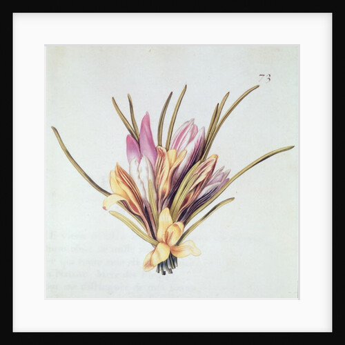 Saffron or Crocus by Nicolas Robert