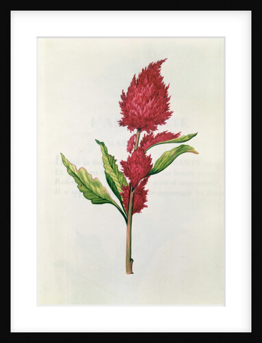 Amaranthus by Nicolas Robert