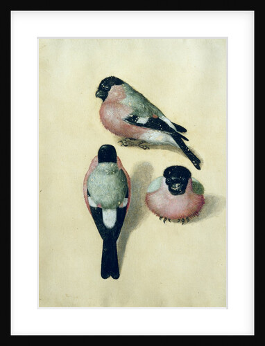 Three studies of a bullfinch by Albrecht Dürer or Duerer
