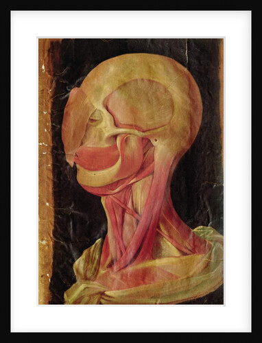 Anatomical drawing of the human head by Hieronymus Fabricius ab Aquapendente