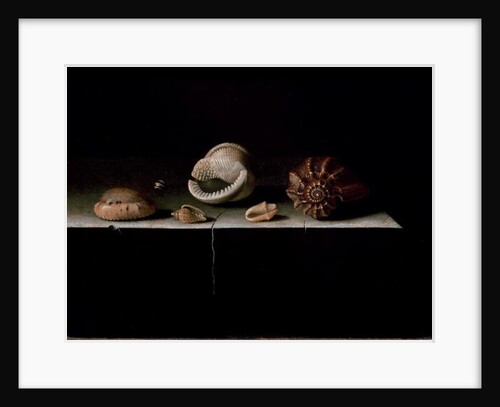 Six Shells on a Stone Shelf, 1696 by Adrian Coorte