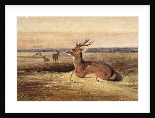 Resting Deer by Antoine Louis Barye