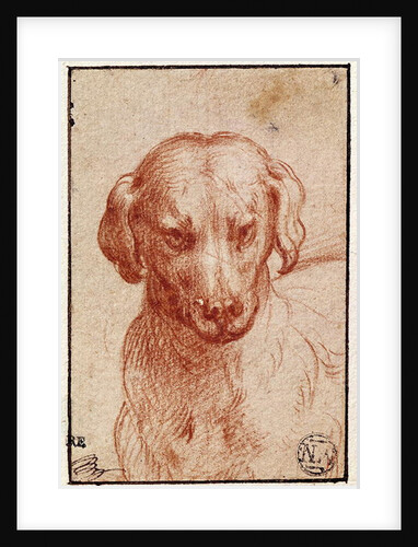 Head of a Dog by Parmigianino