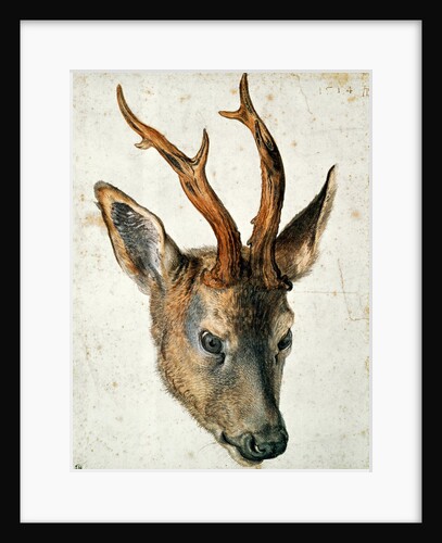 Head of a Roe Deer by Albrecht Dürer or Duerer