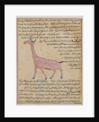 Ms E-7 fol.180 A Giraffe by Islamic School