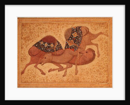 Two Camels Fighting, 1620 by Indian School
