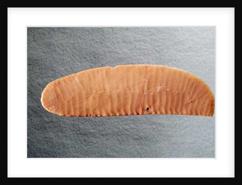 Knife blade, c.3000 BC by Predynastic Period Egyptian