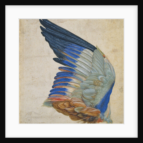 Wing of a Blue Roller by Hans Hoffmann