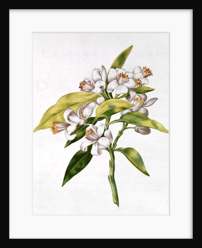 fol.71 Orange tree flower by Nicolas Robert