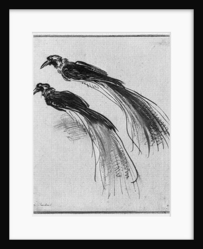Birds by Rembrandt Harmensz. van Rijn