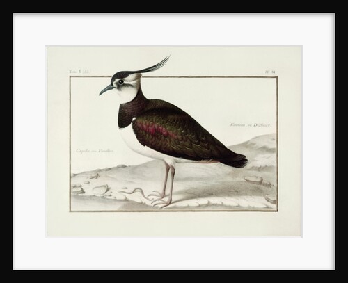 A Lapwing by Nicolas Robert