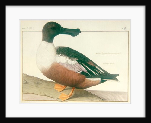 A Northern Shoveler by Nicolas Robert
