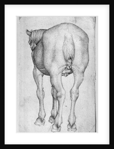 Horse by Antonio Pisanello