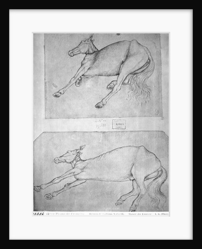 Dead horses by Antonio Pisanello
