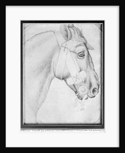 Head of a horse by Antonio Pisanello