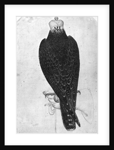 Hawk on hand, seen from behind by Antonio Pisanello