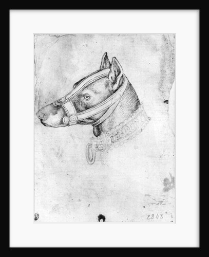 Head of a muzzled dog by Antonio Pisanello