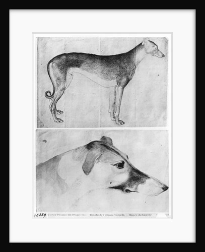 Greyhound and head of a greyhound by Antonio Pisanello