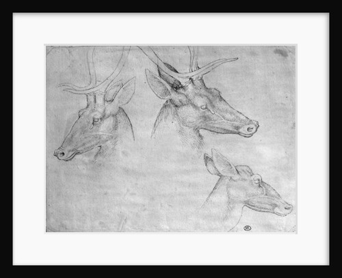 Two heads of stags, one head of a doe by Antonio Pisanello