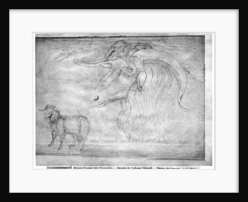 Ram and head of a ram by Antonio Pisanello