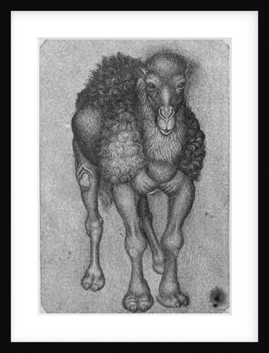 Dromedary by Antonio Pisanello