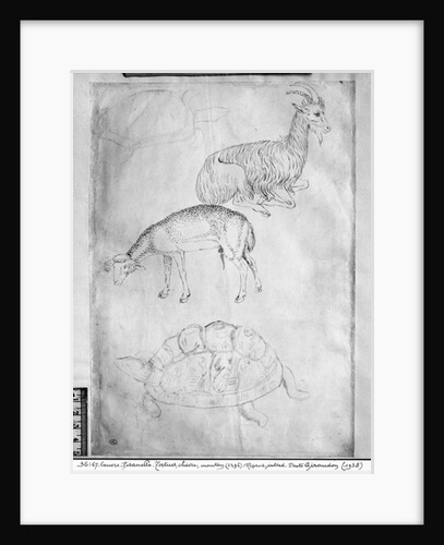 Two tortoises, goat and sheep by Antonio Pisanello