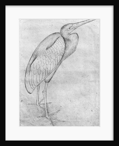 Pelican by Antonio Pisanello