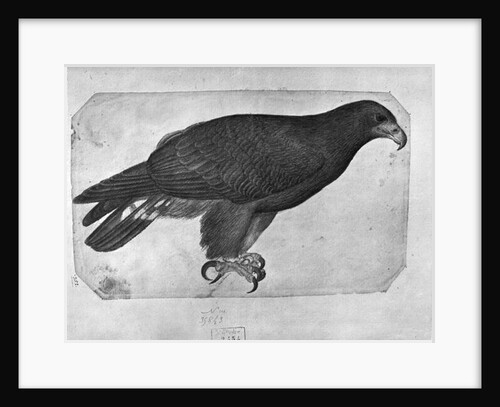 Hawk by Antonio Pisanello