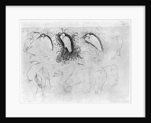 Fourteen egrets by Antonio Pisanello