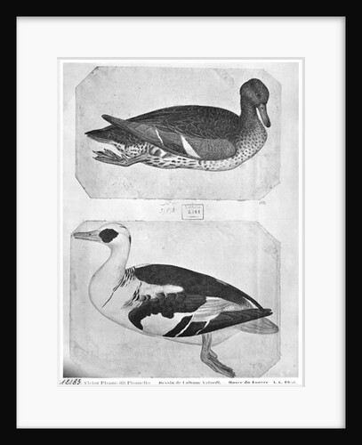 Ducks by Antonio Pisanello