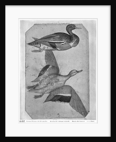 Ducks by Antonio Pisanello