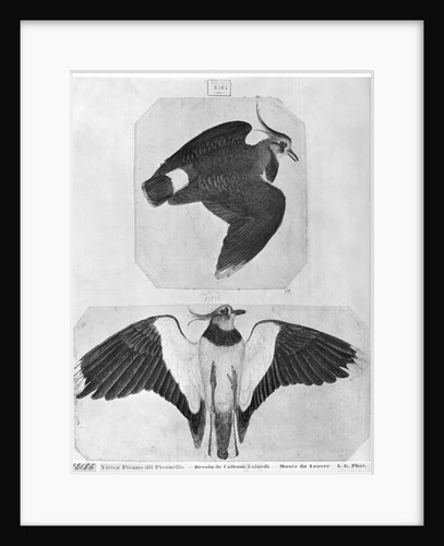 Budgerigars by Antonio Pisanello